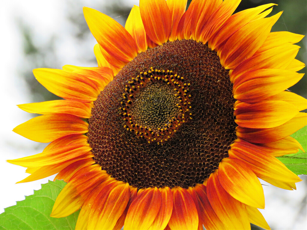 Standout Sunflower by seattlite