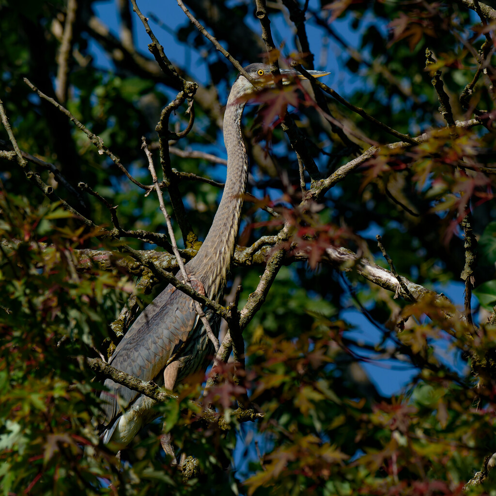 Great Blue Heron Hiding in a Tree by rminer