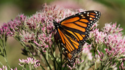 3rd Aug 2021 - monarch butterfly