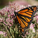 monarch butterfly by rminer