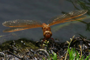 3rd Aug 2021 - Dragonfly