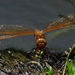Dragonfly by 30pics4jackiesdiamond