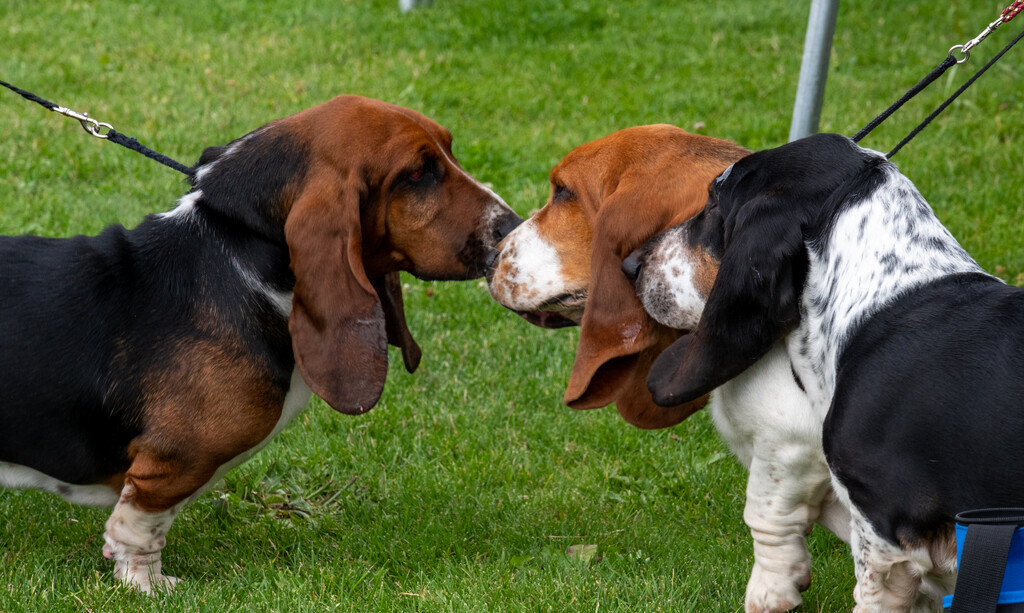 Basset Hound friends by theredcamera