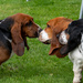 Basset Hound friends by theredcamera