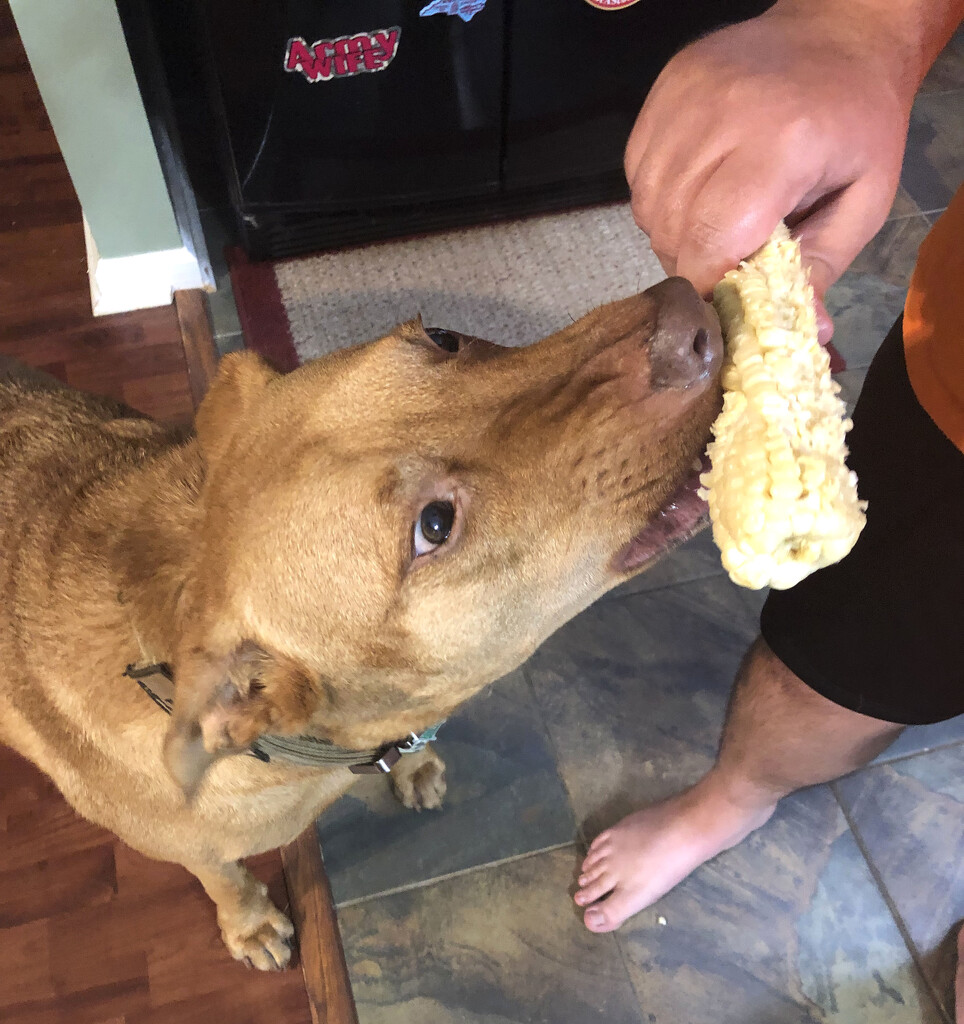 Corn on the cob is yummy! by homeschoolmom
