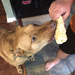 Corn on the cob is yummy! by homeschoolmom