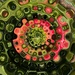 Abstract. 3 - Plants by shutterbug49