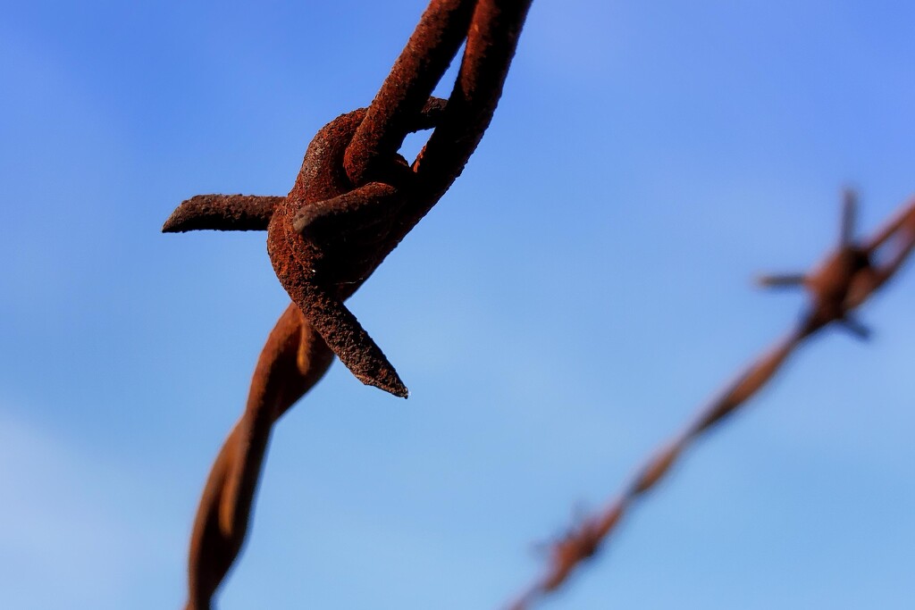 Barbed wire by nmamaly