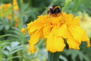 3rd Aug 2021 - Worker Bee
