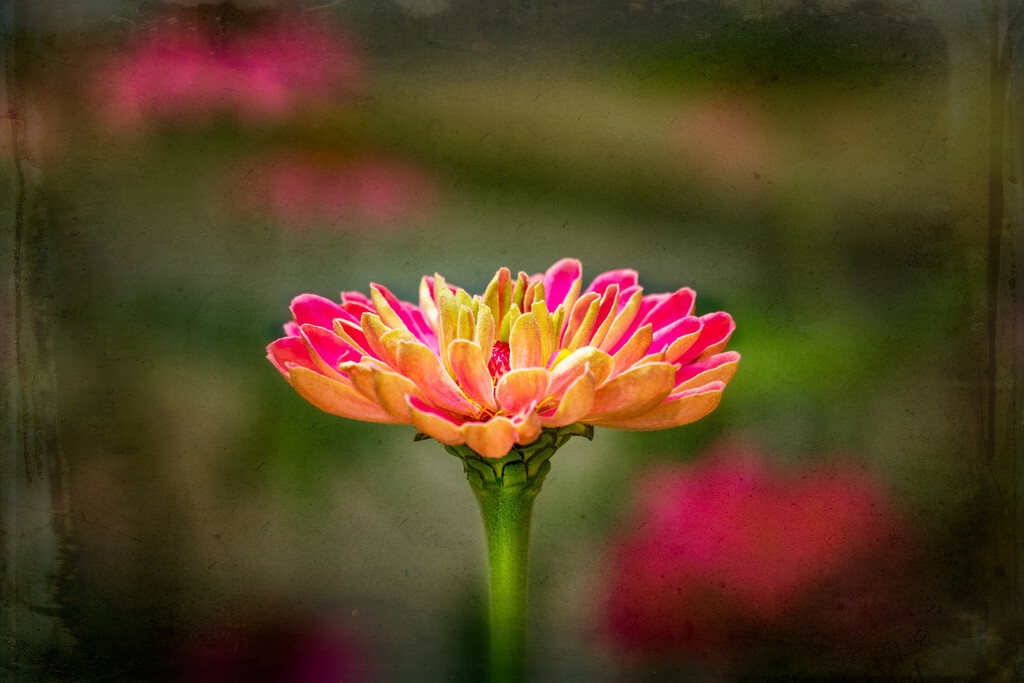 back to the flower patch - zinnia by jernst1779