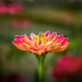 back to the flower patch - zinnia by jernst1779