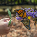 Butterfly Bouquet by kvphoto