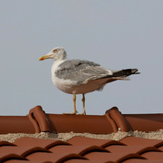 3rd Aug 2021 - A bird on a hot clay roof