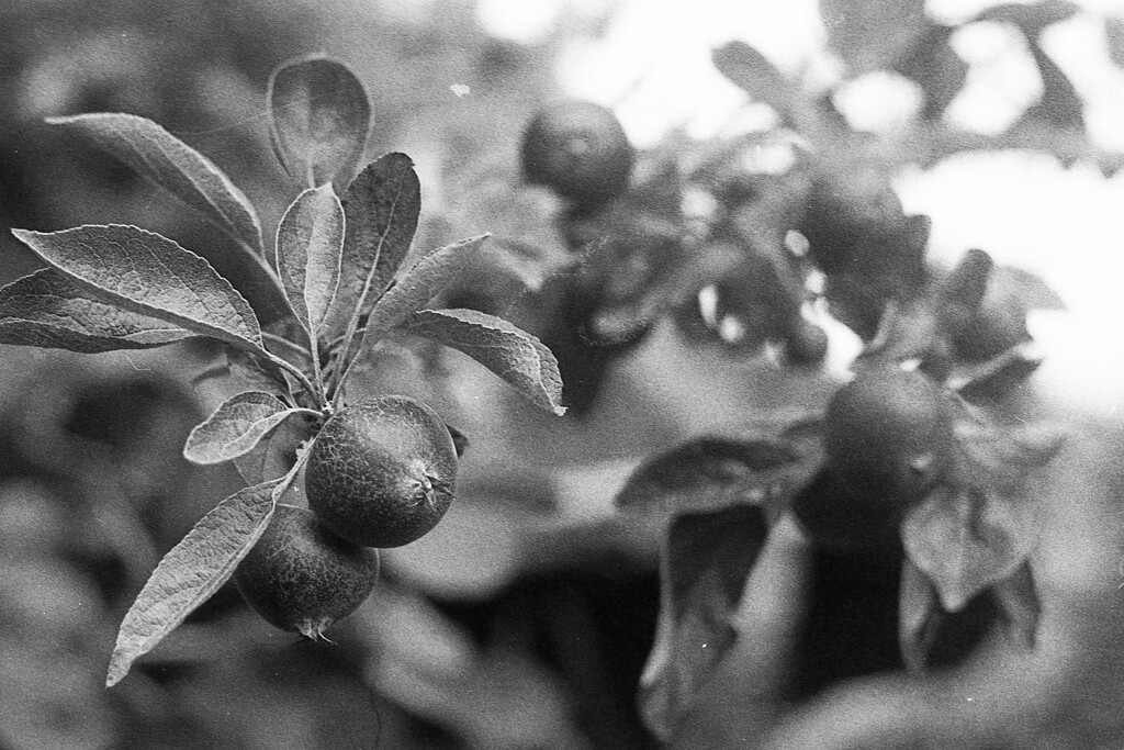A is for analog apples by kali66