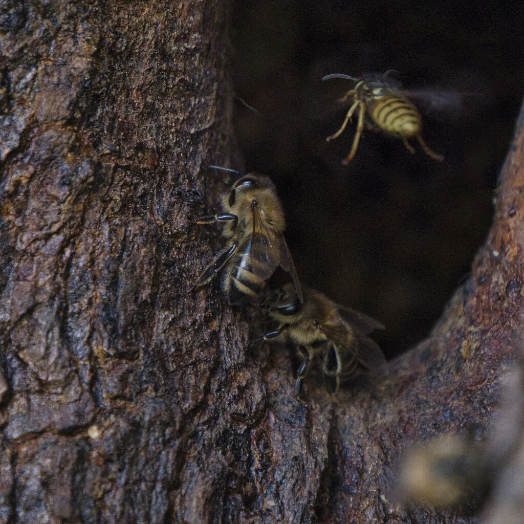 Busy bees by dkbarnett