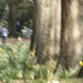 Daffodils in the park by dkbarnett