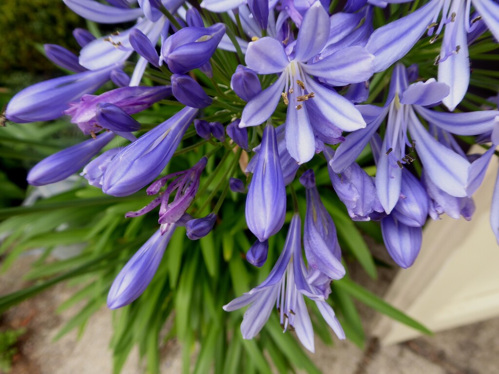 Agapanthus now in full bloom by snowy