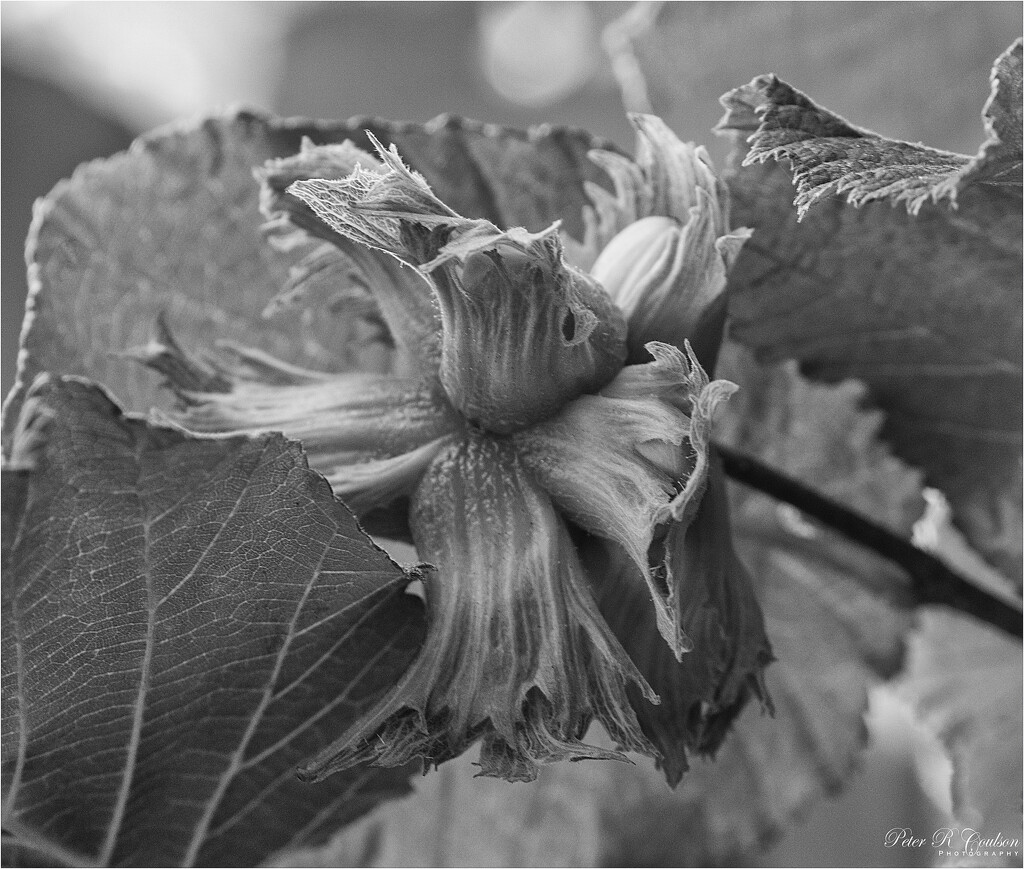 Hazelnut Cluster by pcoulson