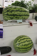 3rd Aug 2021 - Watermelon Day