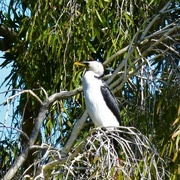 4th Aug 2021 -  Pied Cormorant On The Lookout ~   