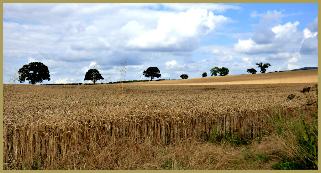 Rural Shropshire  by beryl