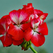 Geranium bloom by larrysphotos