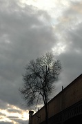 13th Jan 2011 - the sky, the tree, the metro station