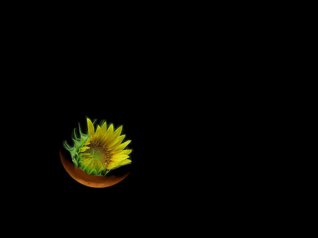 Sunflower Moon by grammyn