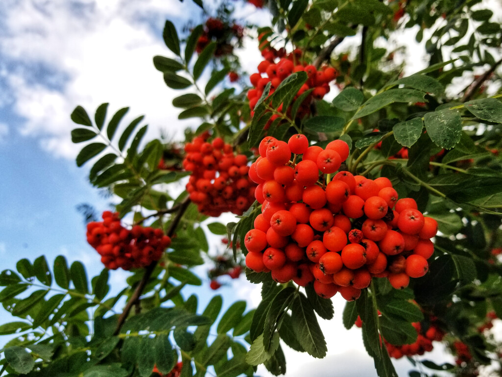 Mountain-ash berries by ljmanning