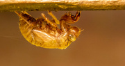 3rd Aug 2021 - Cicada Hanging On!