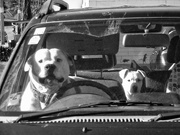 4th Aug 2021 - dogs in cars 