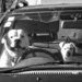 dogs in cars  by kali66