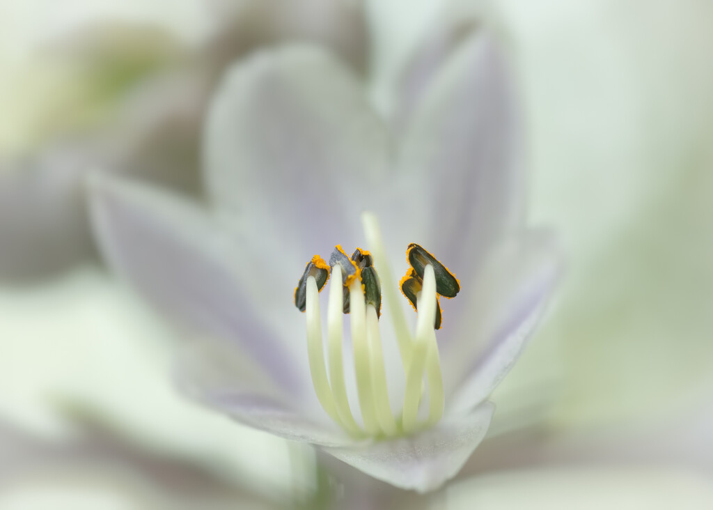 Hosta bloom.  by cdcook48