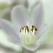 Hosta bloom.  by cdcook48