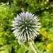thistle by cam365pix