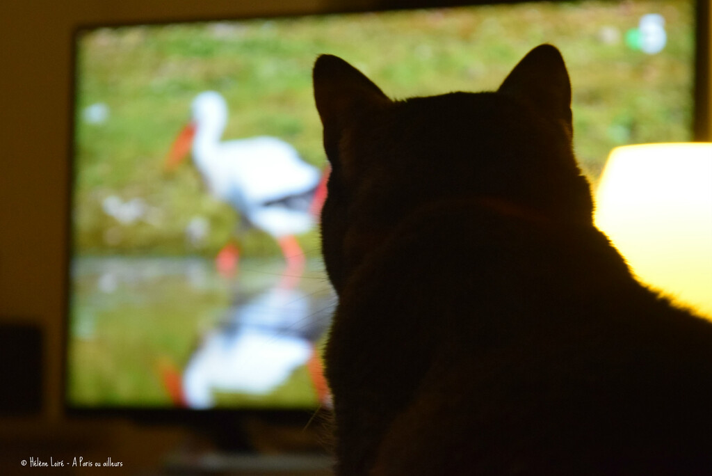 animals documentaries are his fav by parisouailleurs
