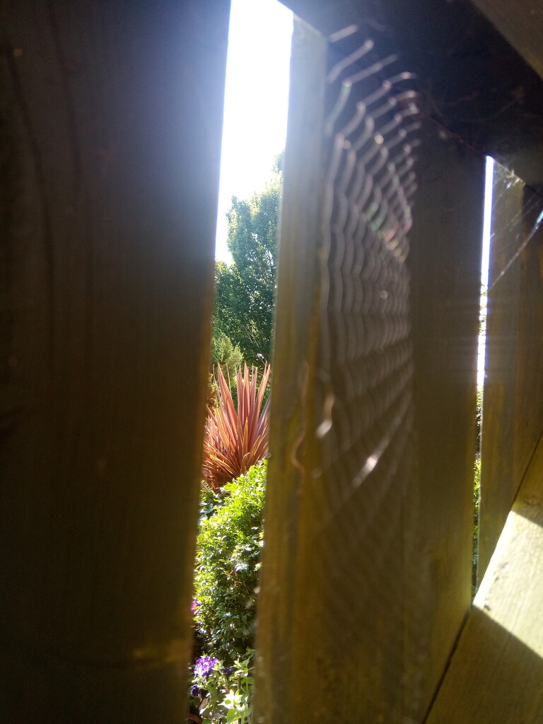 Summer..spider web by 365projectorgjoworboys