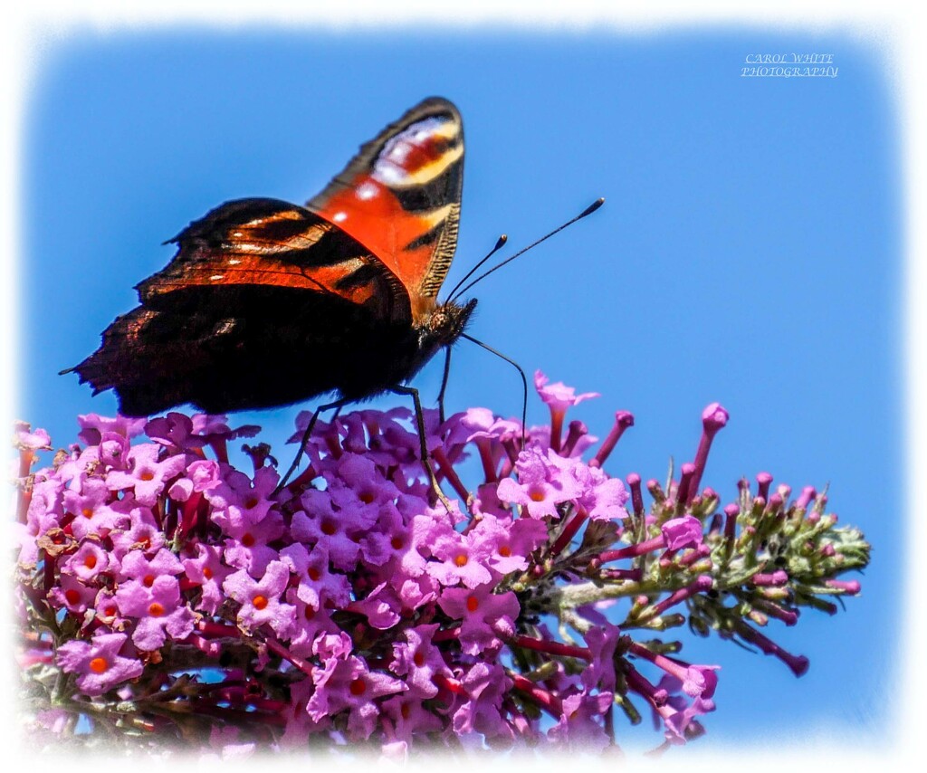 Peacock Butterfly And Buddleia by carolmw