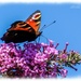 Peacock Butterfly And Buddleia by carolmw