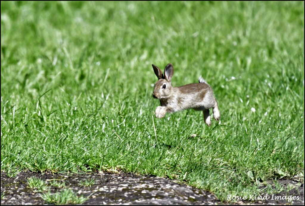 Run rabbit run by rosiekind