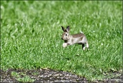 4th Aug 2021 - Run rabbit run