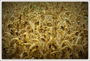 5th Aug 2021 - Fields of gold - Sting 