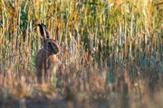 4th Aug 2021 - Out with the hares