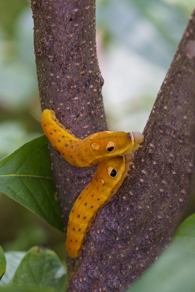 Spicebush Caterpillar Duo by k9photo