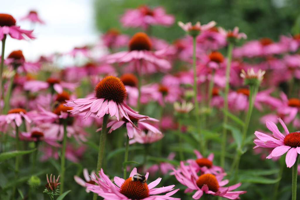 Wall of Echinacea by phil_sandford