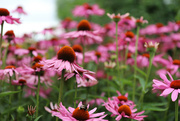 4th Aug 2021 - Wall of Echinacea