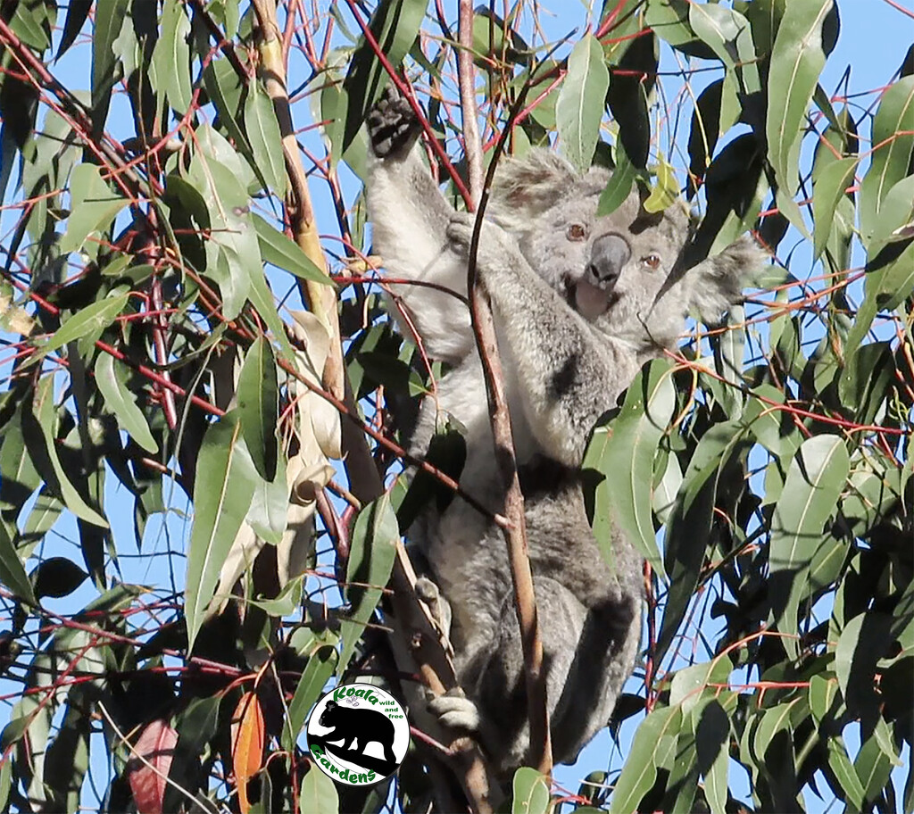 Matilda in action by koalagardens