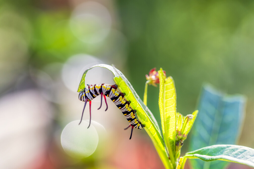 Caterpillar Ballet by kvphoto