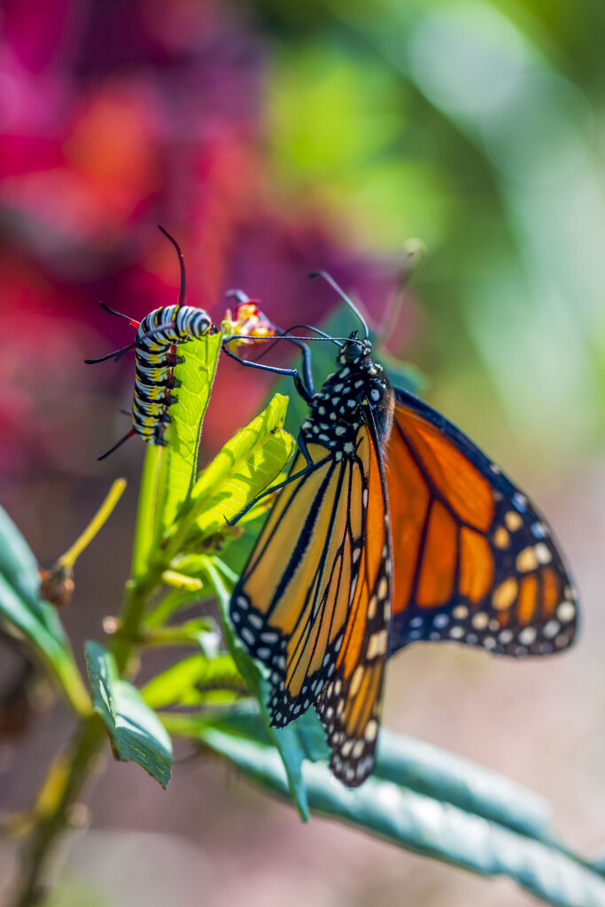 Queen Caterpillar & Monarch Butterfly by kvphoto