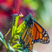 Queen Caterpillar & Monarch Butterfly by kvphoto